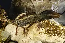 A brown newt with well developed crest under water.