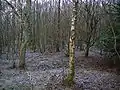 A view in the wood with birch and holly on the well-preserved rigs and furrows