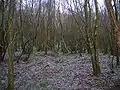 A view of the 'rig & furrow' style drainage and the dominant planted birch composition of the woodland