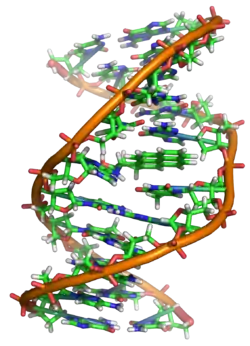 Image 7A covalent adduct between the metabolite of benzo[a]pyrene, the major mutagen in tobacco smoke, and DNA (from Mutation)