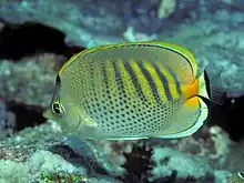 Spotband butterflyfishChaetodon (Exornator) punctatofasciatus