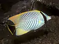 Chevron butterflyfishChaetodon (Megaprotodon) trifascialis