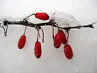 Berberis thunbergii has persistent fruit.