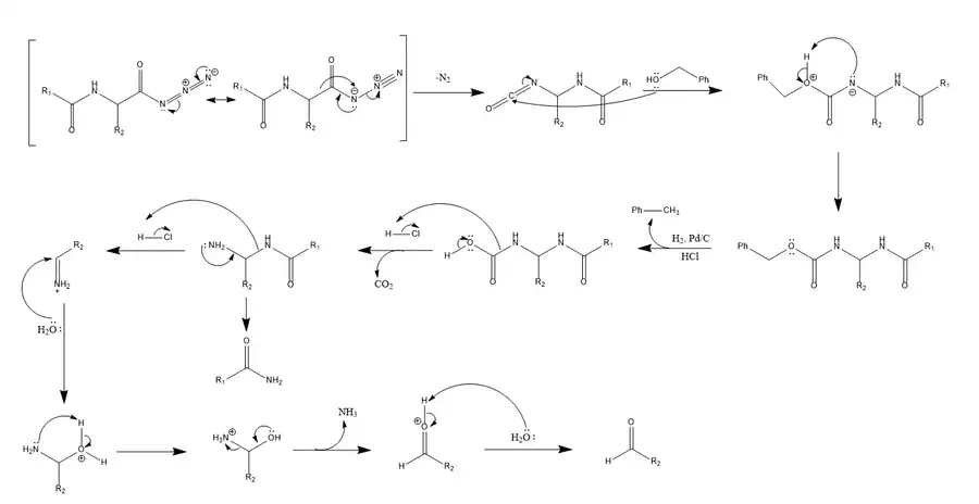 Mechanism of the Bergmann degradation