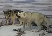 Two models of Beringian wolves created by paleo-artists working at the Yukon Beringia Interpretive Centre