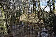 Flooded ditch with steep wooded earth bank beyond