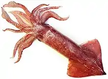 A squid