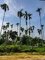 Areca Nuts, also known as "Betal Nuts", plants in Nepal. These types of nuts are commonly found in the Terai region of Nepal.