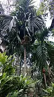 Betel nut palm cultivation at a spice plantation in Curti, Goa, India.