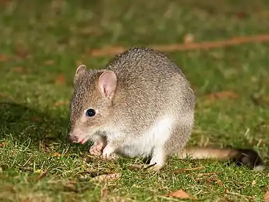 Image 9Eastern bettongPhoto: JJ HarrisonThe eastern bettong (Bettongia gaimardi) is a marsupial whose natural range includes south-eastern Australia (where it has been extirpated) and the eastern part of Tasmania. Sometimes referred to as a "rat-kangaroo", it is relatively small, rarely exceeding 2 kg (4.4 lb), but will travel up to 1.5 km (0.93 mi) from its nest to find food.More selected pictures