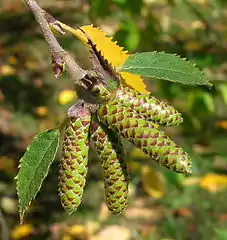 Catkins