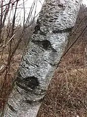 Betula populifolia bark, Vermont, US. Although the grey birch exhibits a smooth, thin white bark which can easily be confused with that of the paper birch (Betula papyrifera), it does not readily exfoliate.