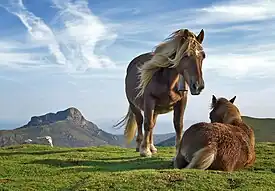 Two horses in a pasture, one is standing beside the other that is laying down.