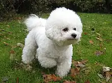 A Bichon Frise dog walking on grass