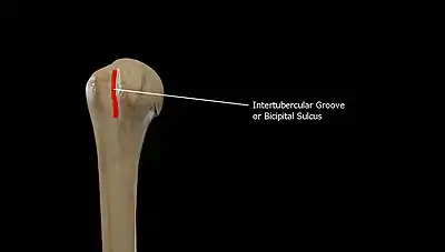 Intertubercular Groove or Bicipital Groove