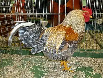 Bantam cock