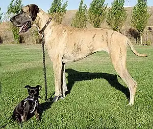 Image 5Chihuahua mix and purebred Great Dane  (from Dog breed)