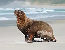 Brown seal