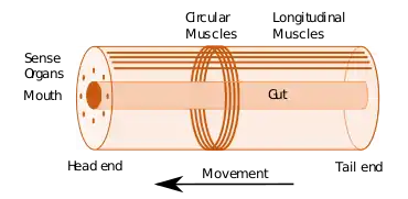 Image 31Idealised bilaterian body plan. With an elongated body and a direction of movement the animal has head and tail ends. Sense organs and mouth form the basis of the head. Opposed circular and longitudinal muscles enable peristaltic motion. (from Animal)