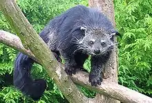 Bearcat at the Zoo Parc Overloon