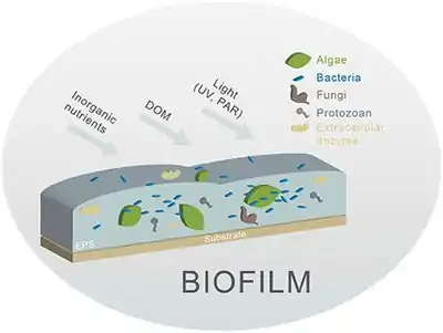 Image 16Different biofilm components in streams. Principal components are algae and bacteria. (from River ecosystem)