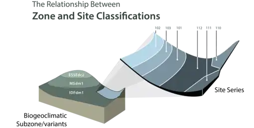 Figure shows two graphics of he relationship between Zone and Site Classifications. In one small graphic, an elevational sequence shows three zonal ecosystems, termed Biogeoclimatic Subzones/variants. Each has a set of Site Series that describe the local ecosystems on the landscape. The Site Series are coded with a number (e.g., 101, 102, etc.)