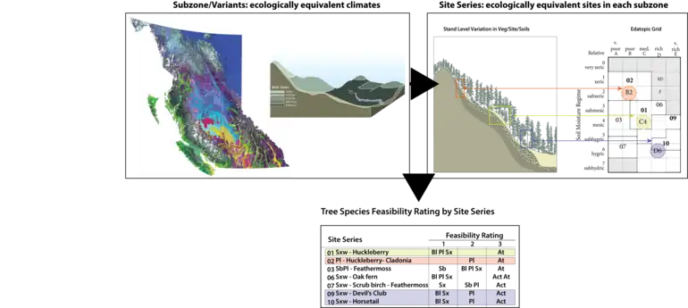 Diagram presenting ecologically suitable tree species for hypothetical subzone. Tree species are listed, by three ecological feasibility classes, for each site series.