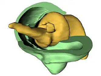 Diagram of the biological screw in the weevil Trigonopterus oblongus