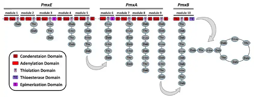 Multiple enzyme domains to form Polymyxin D natural product