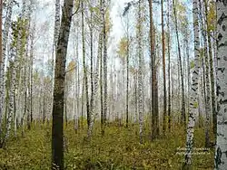 Birch forest, Nizhnetavdinsky District