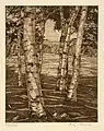 Birches and Beyond, etching, Lucioni, 1973, Smithsonian American Art Museum