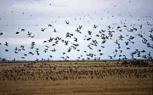 several hundred ducks stand in a field of stubble while more fly above.