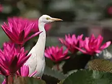 A cattle egret at the Chirakkal chira