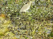 A heron at the bird sanctuary