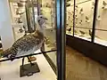 Ornithological display(2 of 2)