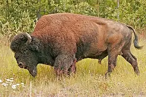 Bison bison athabascae