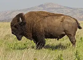 American bison (Bison bison), Wichita Mountain Wildlife Refuge, Oklahoma