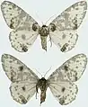 Subspecies exanthemata female, upperside and underside