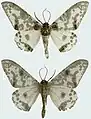 Subspecies exanthemata male, upperside and underside