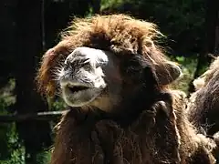 Bactrian camel