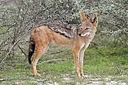 Brown and black canine in shrubland