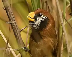 Black-breasted parrotbill at Manas National Park, Assam, India