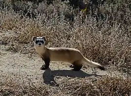 Black-footed ferret (Mustela nigripes) National Black-footed Ferret Conservation Center, Colorado