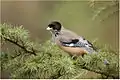 The black-headed jay  (Garrulus lanceolatus) at Palampur in Kangra Valley, Himachal Pradesh, India.