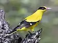 Black-naped oriole (Oriolus chinensis)
