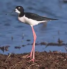 Black-winged stiltHimantopus himantopus