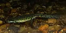 A spotted salamanders walks across gravel