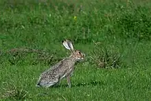 Black-tailed jackrabbit (Lepus californicus), Attwater Prairie Chicken National Wildlife Refuge