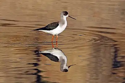 Rajasthan, India