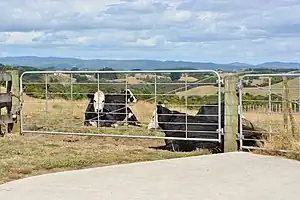 Cows in a rural area of Tuscany Estate, with the Hunua Ranges in the background